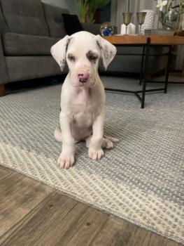 Clara, Dogue Allemand