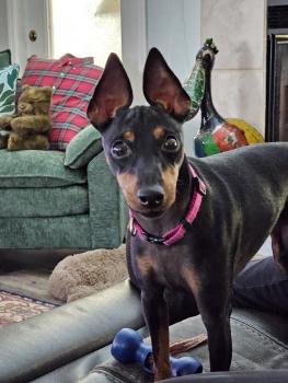 Bebe, Manchester Terrier