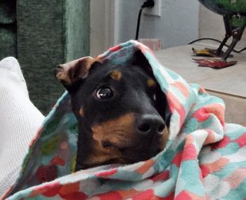 Buster, Manchester Terrier