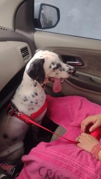 Apollo, Dalmatien