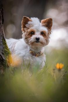 ANOUK, Yorkshire