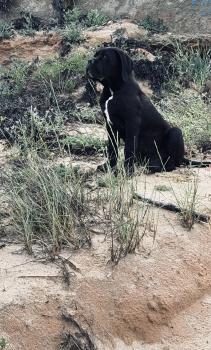 Urus, Cane Corso