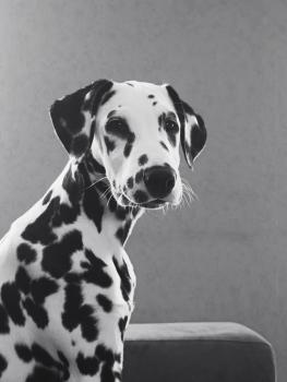 Venom, Dalmatien