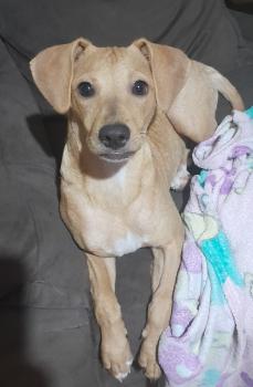 Luna, Pinscher