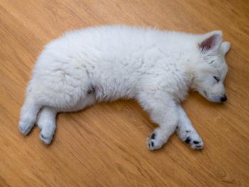 Foxy, White swiss Shepherd Dog
