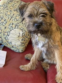 Tilly, Border Terrier