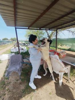 Sishuka, Anatolian Shepherd Dog