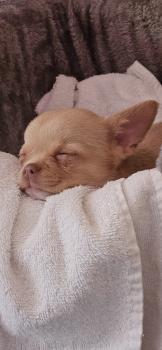 Kira, Chihuahua langhaariger Schlag