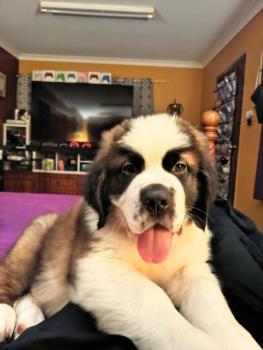 Chunk, Saint Bernard