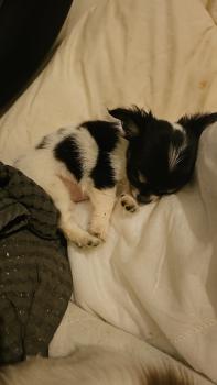 Zoé, Chihuahua