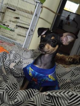 Zeca, Pinscher