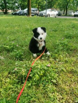 Gin, Altri cani