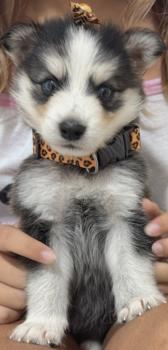 Zoe, Husky Siberien