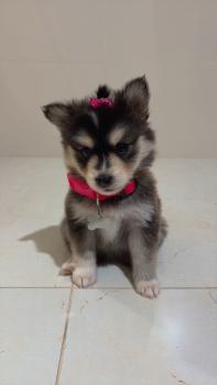 Cloe, Husky Siberien