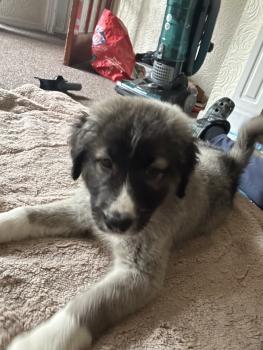 Xena, Kangal