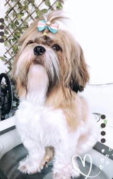 Amy, ShihTzu