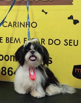 Bento, Shih Tzu