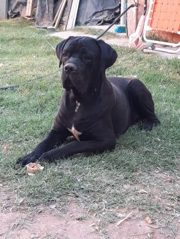 Irak, Cane Corso