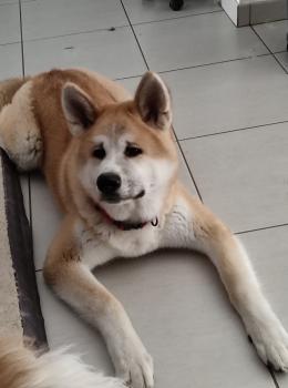Akano, Akita Inu