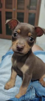 Frederico, Pinscher
