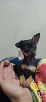 Francisca, Pinscher