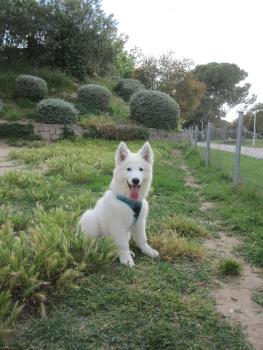 PIXIE P. LUDO, Berger Blanc Suisse