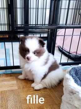 Tessa, Spitz