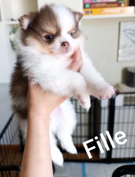 Telma, Spitz