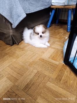 Lily 2, Spitz