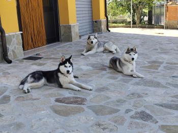 Bella, Husky Siberiano
