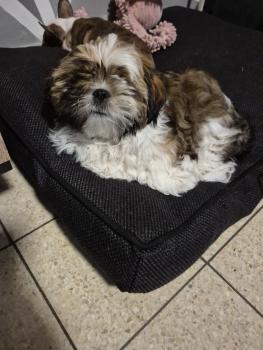 Joy, Shih Tzu