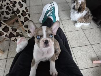 Ice, Bulldog Francés