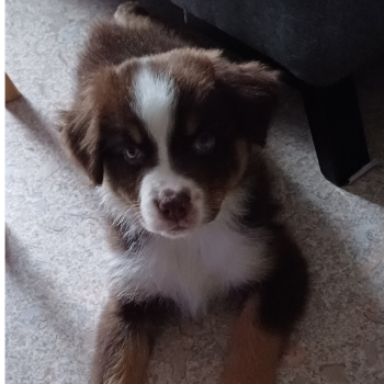 Aïko, Australian Shepherd Dog