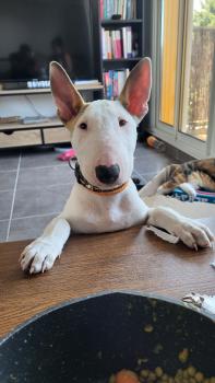 Arthas, Bull Terrier