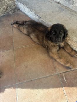 Athena, Leonberger