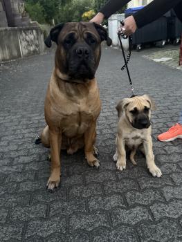 Liesel, Presa canario