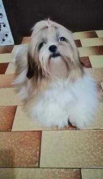 Minnie, Shih Tzu