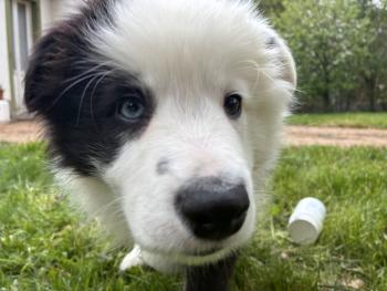 kali, Border Collie
