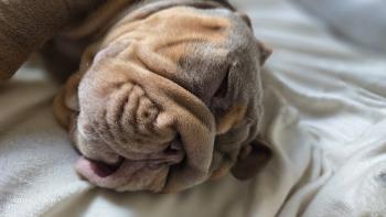 Bruce, Bulldog