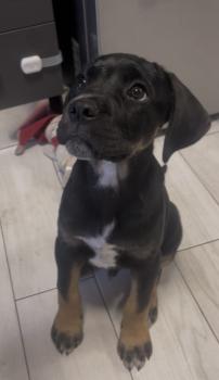 Zeus, Cane Corso