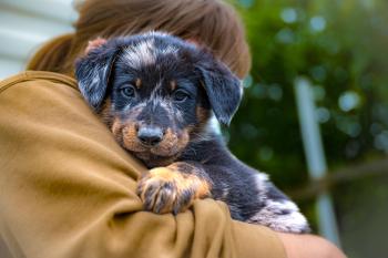 Fynn, Beauceron