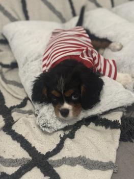 Fred, Cavalier King Charles