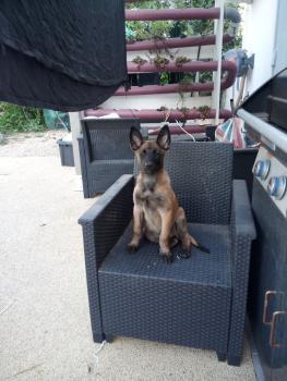 Aloy, Malinois Shepherd Dog