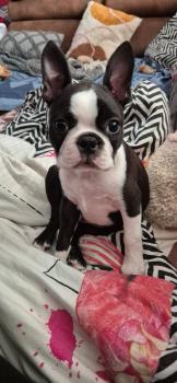 Angie, Boston Terrier