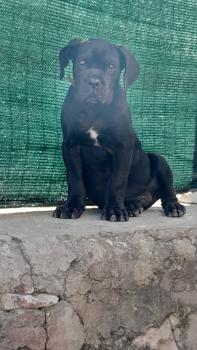 Dante, Cane Corso