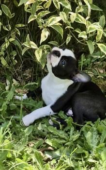 Angie, Boston Terrier