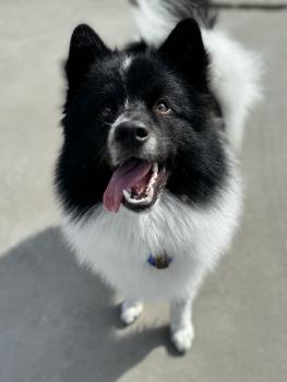 Blaze, Spitz