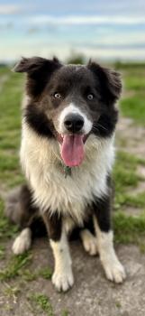 Buddy, Border Collie