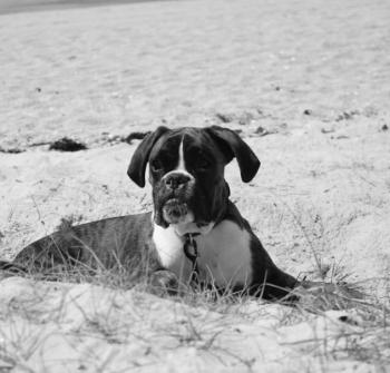 vegas, Boxer