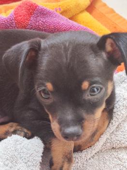 Speedy, Pinscher